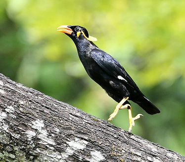 鹩哥拉稀怎么办 不同症状的治疗方法