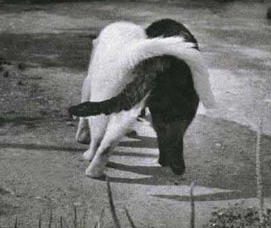 看看什么叫勾肩搭背