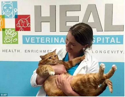 被遗弃的肥猫花3年成功减重23斤 闪瞎全世界