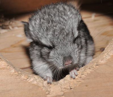 龙猫是什么 龙猫性格非常温顺