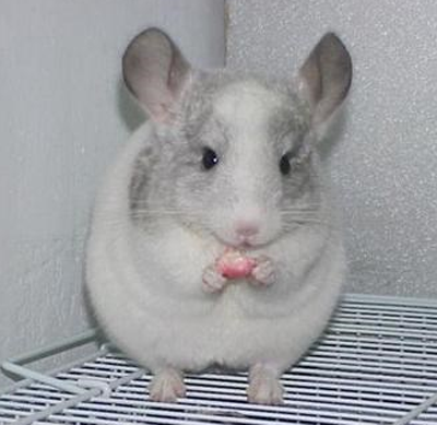 白色龙猫多少钱一只 最贵的是标准灰色