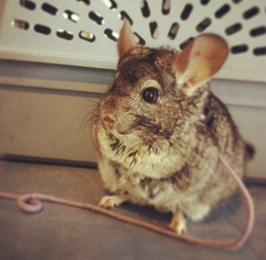 龙猫是鼠类吗 龙猫是名为猫实为鼠