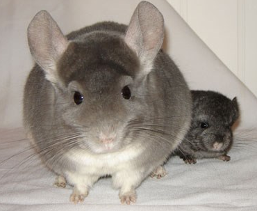 龙猫的价位 年龄也影响它自身的价格