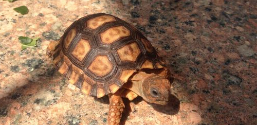 阿根廷象龟