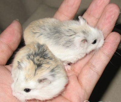 仓鼠为什么不怀孕 可能仓鼠之间交配不成功