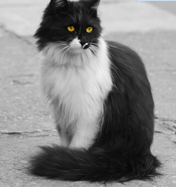 母猫发情抽搐 猫咪抽搐的原因很多