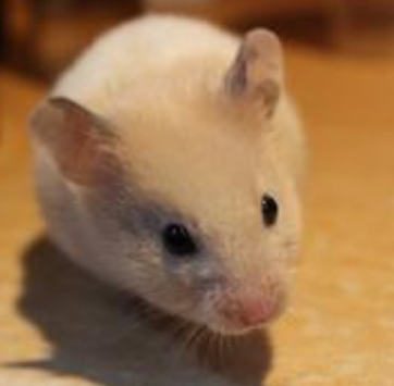 自制仓鼠磨牙棒 不一定要用磨牙物品