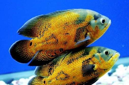 地图鱼价格 价格主要是要看地区而定的