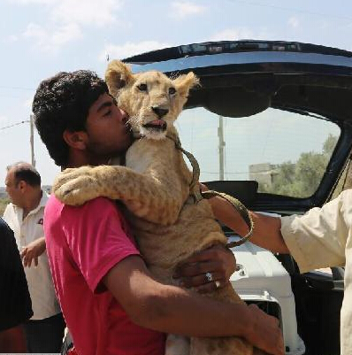 加沙难民送走宠物小狮子 难舍难分上演心碎吻别