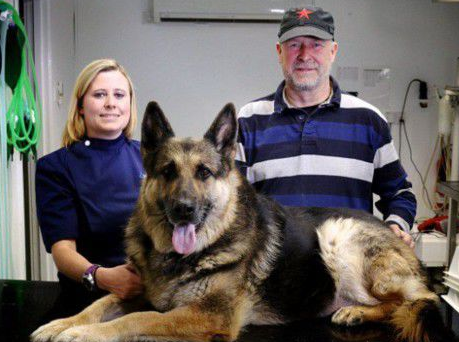 英国一只宠物狗被检查出胃中有6只高尔夫球