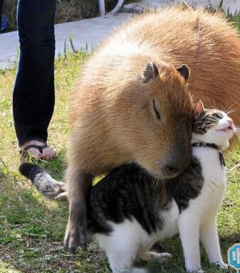 深爱着喵星人的水豚君