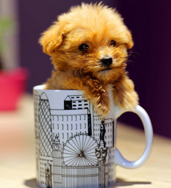 茶杯泰迪如何养 按时做免疫驱虫