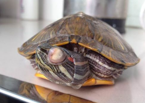 巴西龟白眼病治疗 白眼病最好尽快治疗