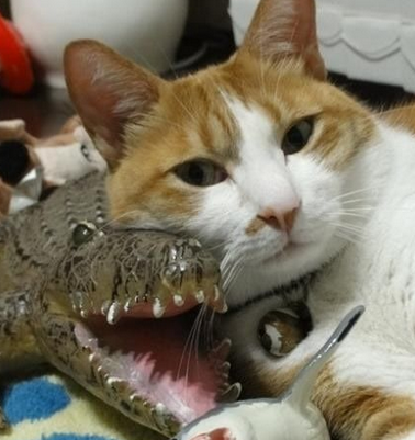 原来喵也喜欢这么霸气的鱼