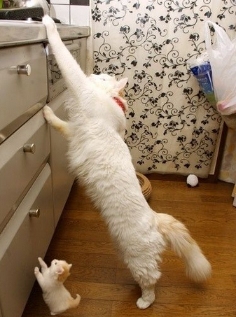 宝贝儿，要什么，妈给你够！