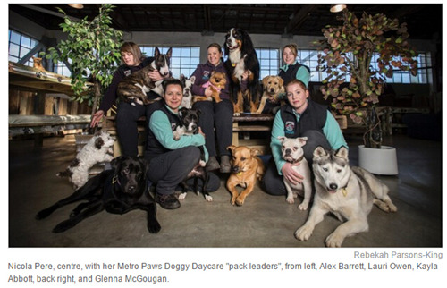 新西兰汉密尔顿豪华宠物酒店 宠物享受到顶级的服务