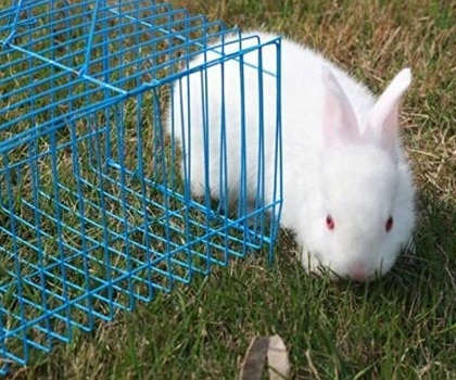 怎么饲养兔子 不要随便给兔子吃药