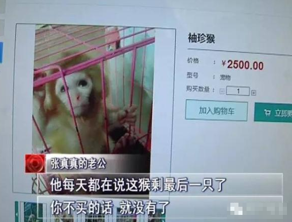 网购想买猴却被当“猴”耍  焦作夫妻网购袖珍猴被骗