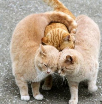 这仨到底什么关系啊