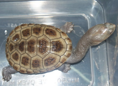 蛇颈龟的价格 外来龟种国内很少有繁育