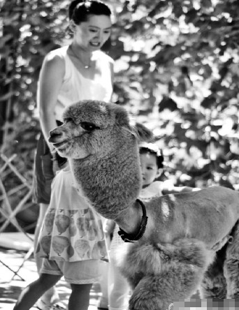 美女老板五万元购“草泥马”羊驼萌萌哒