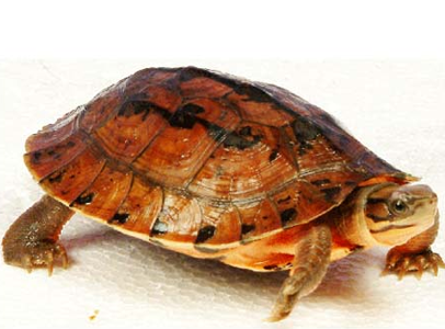 金钱龟吃什么 保证食物营养的均衡