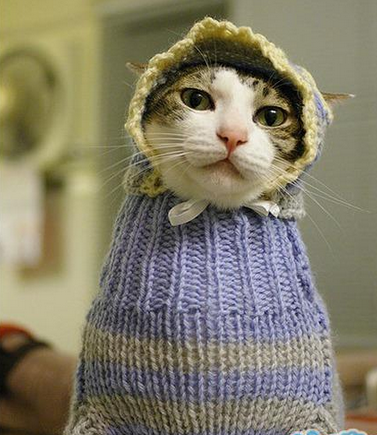 主淫，你还打算给我穿个毛线内裤么