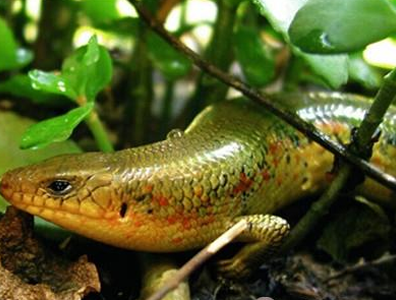 中华石龙子怎么养 注意疾病的预防