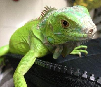 绿鬣蜥蜴怎么养 环境的温度要有变化