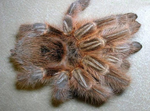 红玫瑰蜘蛛咬人 它不会无缘无故就乱咬人