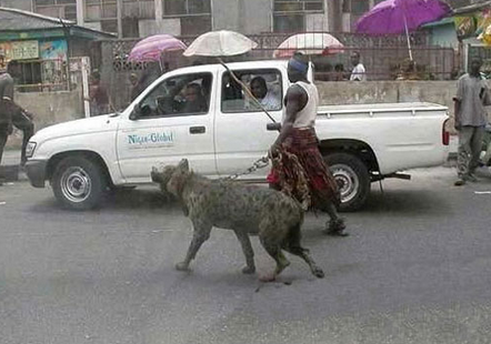 非洲人民的宠物