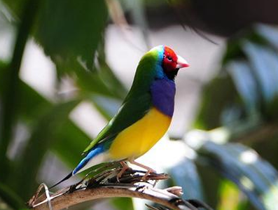 七彩文鸟的价格 它们的羽色极为艳丽