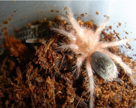 红玫瑰蜘蛛不吃东西 这可能是蜕皮的症状