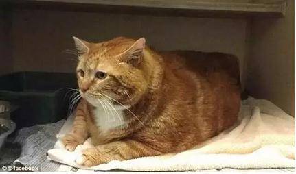 被遗弃的肥猫花3年成功减重23斤 闪瞎全世界