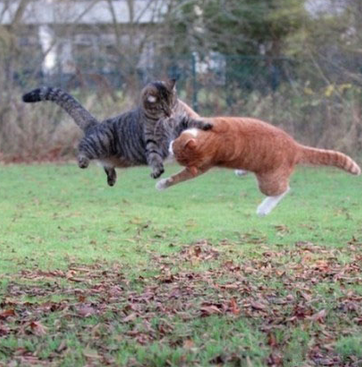 这是在比武招亲吗？