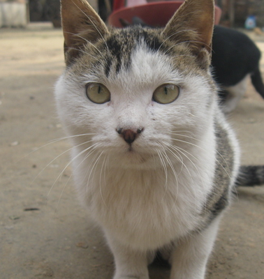 猫能吃猪肝吗 易引起维生素A中毒