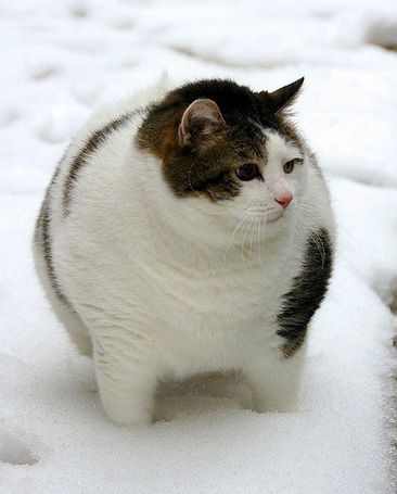 没见过这么圆的猫