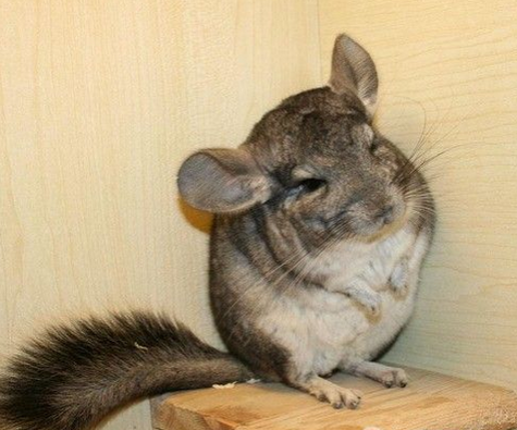 小龙猫多少钱一只 标准灰是最常见颜色