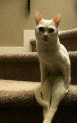 史上坐姿最销魂的猫咪