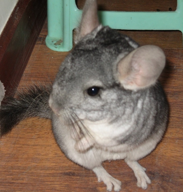 龙猫的智商 龙猫有很强的好奇心