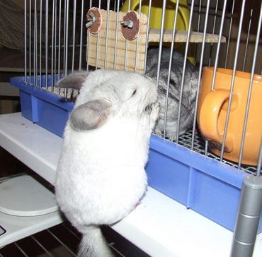 怀孕可以养龙猫吗 进行弓形虫抗体检查