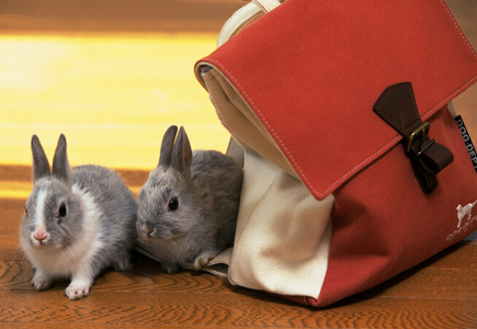 兔子怎么养啊 不要到路边花园草地吃草