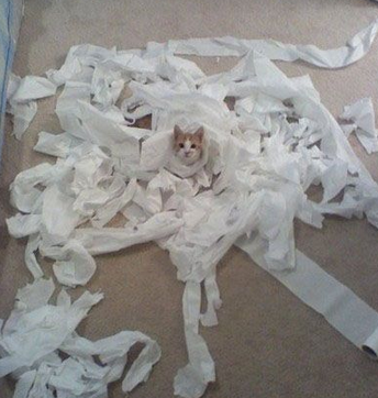 主人，真不是我干的