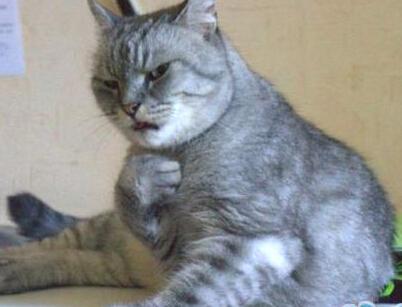 今晚定了吃鱼，你还有疑问吗？