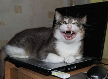 擦！谁把哥的A片都删了