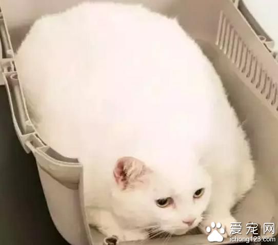 伊美尔健翔医院：宠物都在拼减肥了，看看参赛选手们...