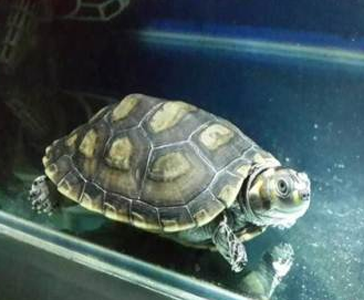 黄头侧颈龟寿命 都是在60年以上