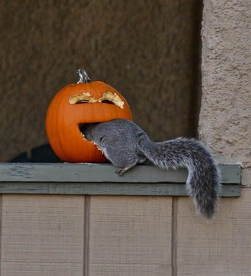 找点食吃还真不容易啊