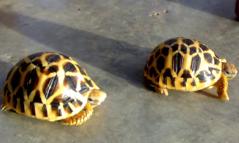 陆龟区分公母 可以形态观察对比