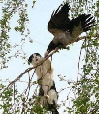 谁让你上来的，赶紧给我滚下去